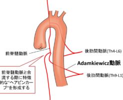Adamkiewicz artery